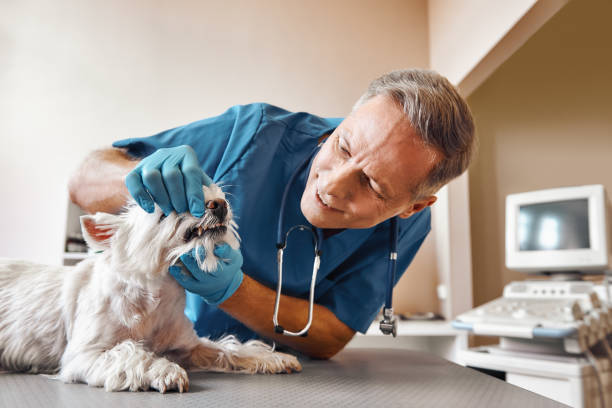Best Weekend Emergency Dentist in North Weeki Wachee, FL